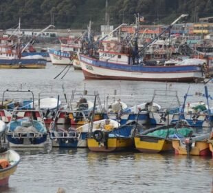 Contraloría invalida resolución de SUBPESCA que beneficiaba a 5.000 armadores