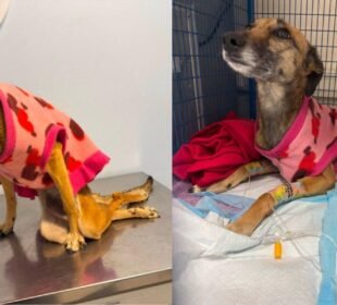 Una denuncia difundida en redes sociales acusa a un trabajador de una empresa contratista de agredir gravemente a una perrita en Peñalolén. El animal presentó lesiones neurológicas irreversibles y debió ser sometido a eutanasia. Aguas Andinas rechazó el maltrato y anunció una investigación interna.