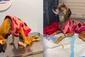 Una denuncia difundida en redes sociales acusa a un trabajador de una empresa contratista de agredir gravemente a una perrita en Peñalolén. El animal presentó lesiones neurológicas irreversibles y debió ser sometido a eutanasia. Aguas Andinas rechazó el maltrato y anunció una investigación interna.