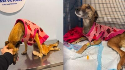 Una denuncia difundida en redes sociales acusa a un trabajador de una empresa contratista de agredir gravemente a una perrita en Peñalolén. El animal presentó lesiones neurológicas irreversibles y debió ser sometido a eutanasia. Aguas Andinas rechazó el maltrato y anunció una investigación interna.